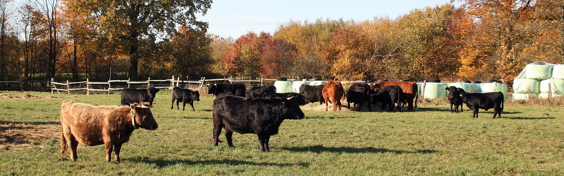 Dexter Herde im Herbstlicht