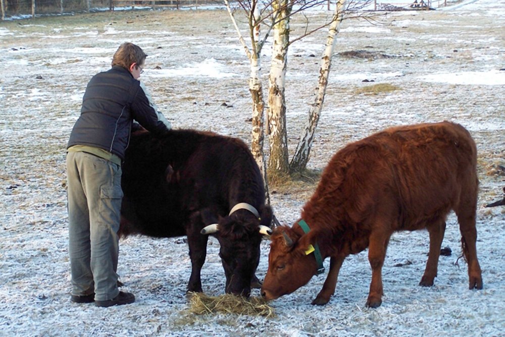 Fütterung Dexter Rinder im Winter