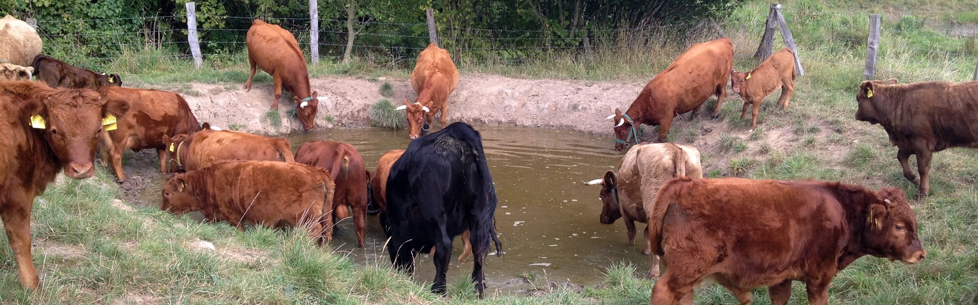 Dexter Herde am Wasserloch