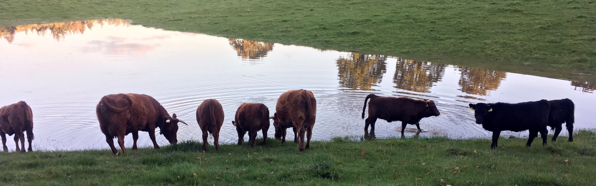 Dexter Herde am Wasser