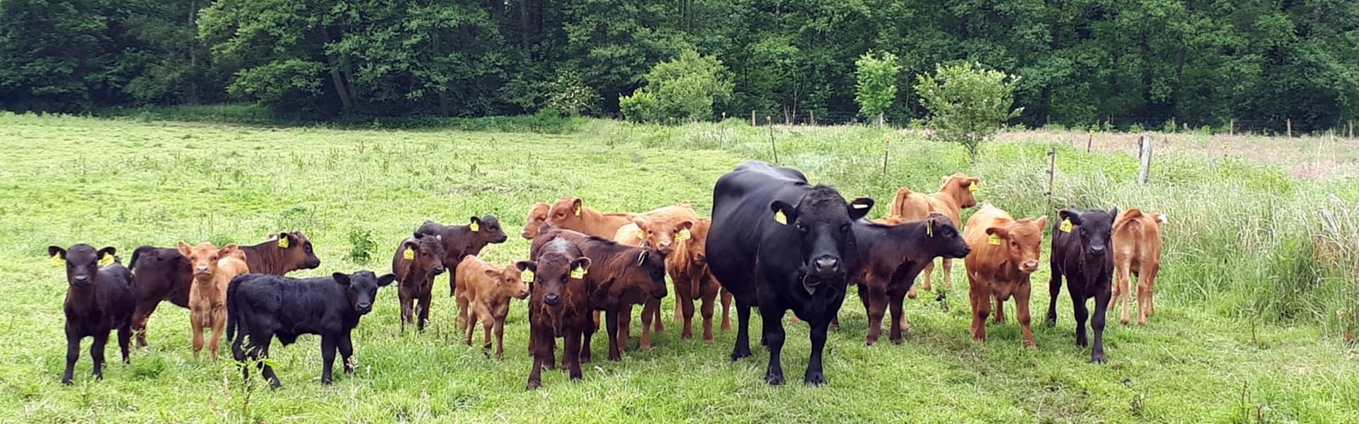 Nachwuchs in der Dexter Herde