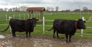 Zwei freundliche Kühe aus der Arbeit mit tiergestützter Nutzung