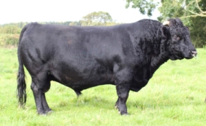Dexter KB-Bulle Albeak Gas