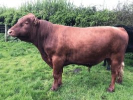 Dexter KB-Bulle Castlemoor Orion Pp