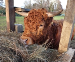 Bulle aus 2023 (Henri aus dem Werderland)