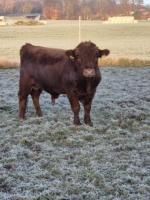 Zuchtbulle Carl