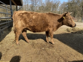 Dexter Färse dun