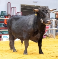 Fedor