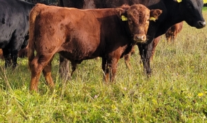 Bullenabsetzer