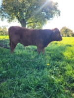 Hornloses Dexter Bullenkalb