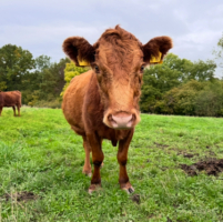 Dexter Kuh hornlos PP mit oder ohne Absetzer aus März 2025