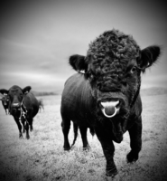 Komplette Herde abzugeben