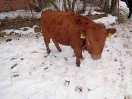 weiblicher Absetzer, rot