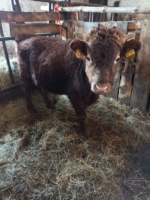 Miniaturansicht für das Anzeigenbild