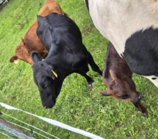 Miniaturansicht für das Anzeigenbild