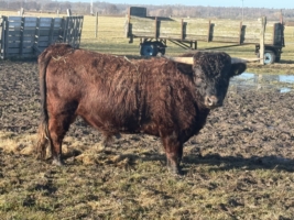 Miniaturansicht für das Anzeigenbild