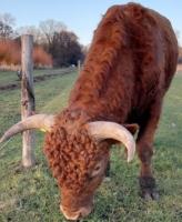 Jasper aus dem Werderland