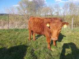 Dexterfärse vom Lohnder Wall