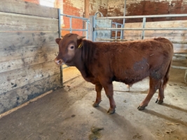 Dexter Bullenabsetzer