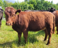 Miniaturansicht für das Anzeigenbild