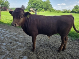 Verkaufe Bullenkalb hornlos aus Herdbuchzucht